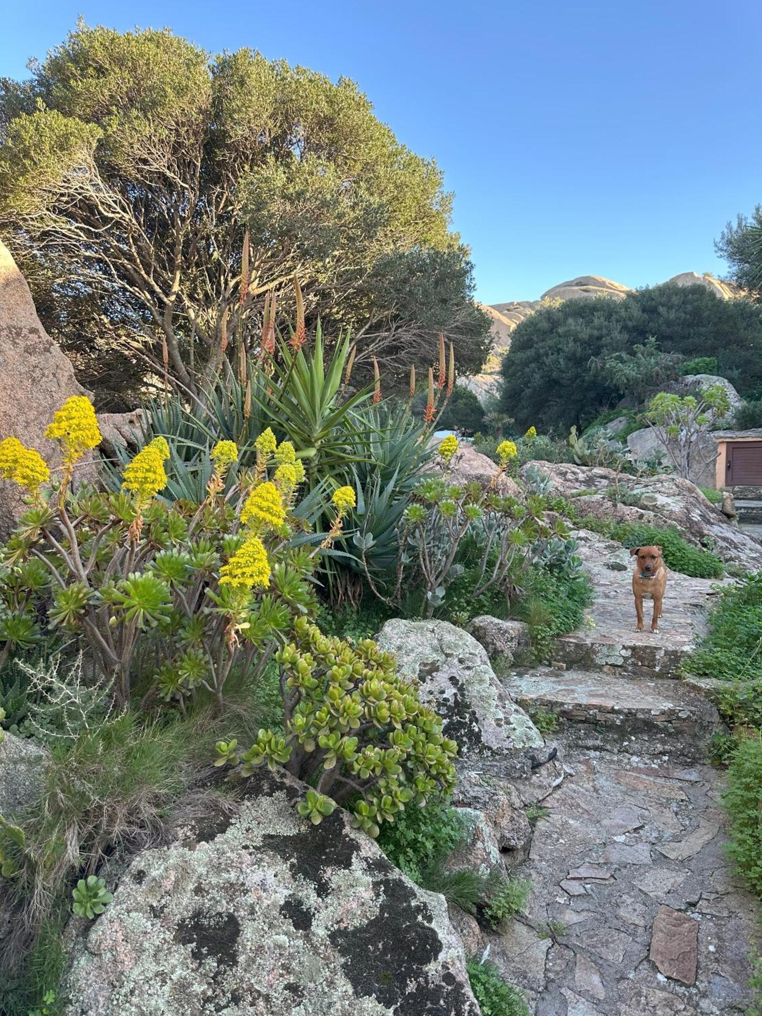 L'Olivastro Appartamenti A Porto Cervo Dış mekan fotoğraf