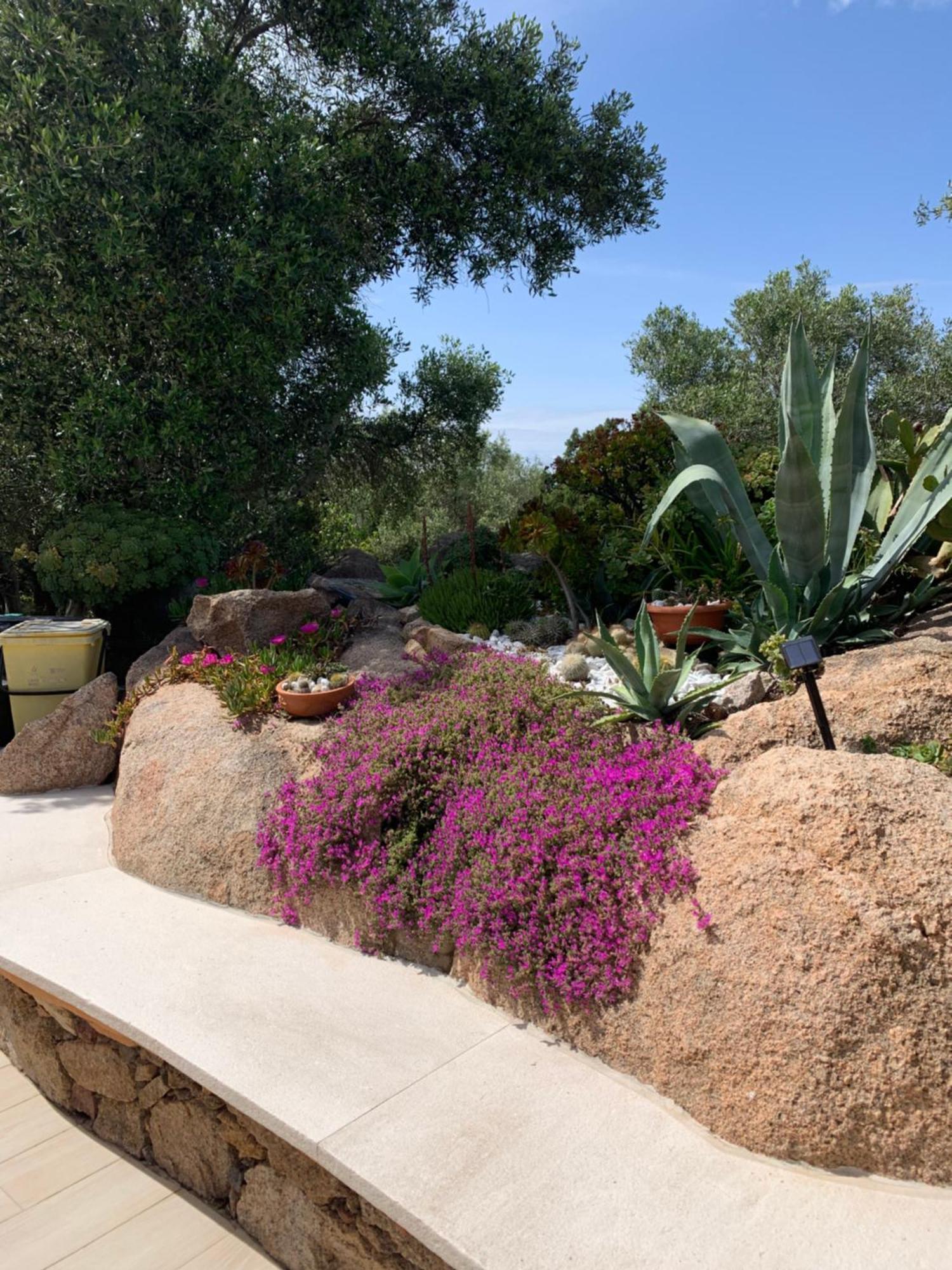 L'Olivastro Appartamenti A Porto Cervo Dış mekan fotoğraf